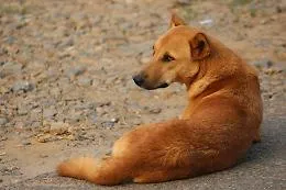 Diamogli una zampa: ad Asti raccolta di cibo per cani e gatti in difficolt&agrave; nei supermercati Esselunga
