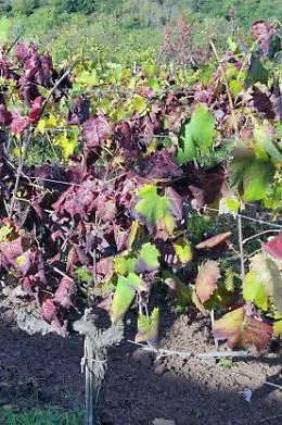 "Flavescenza in vigneto": incontro di campo a Canelli per riconoscere la cicalina e difendere il Moscato e  la Barbera