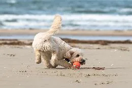 Piscine e spiagge pet friendly: cosa sapere e dove trovarle