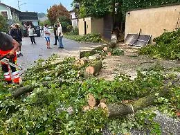 Albero cade per il forte vento e finisce su una moto e una casa