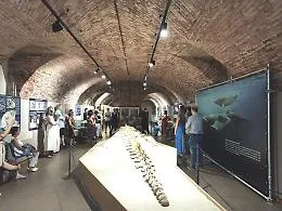 "Notte al Museo: il tempo del mare": poesia e musica al Paleontologico