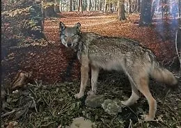 "Lupus in fabula": riapre la mostra con tutte le "storie del lupo"