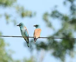 Un&rsquo;autostrada verde per la biodiversit&agrave;: ad Asti la natura si connette grazie al "Massimo Impatto" 
