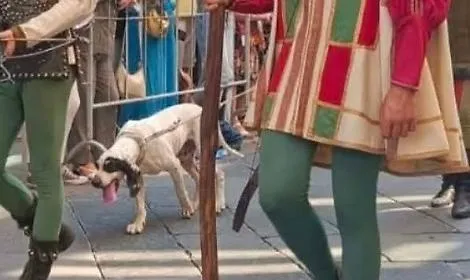 Miroglio, Verdi, chiede al Sindaco: &laquo;Non &egrave; il caso di spostare la sfilata di sera e evitare scene angoscianti come il cane assetato e trascinato sull'asfalto?&raquo;